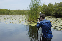 Nicholas Hellmuth, white waterlily