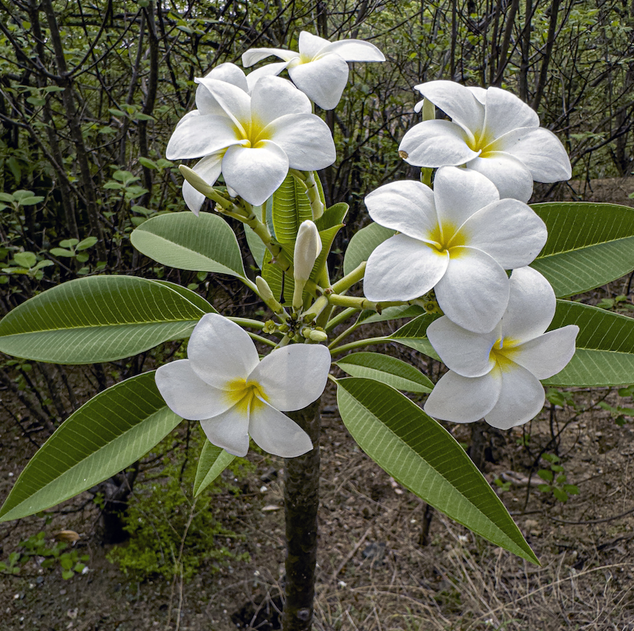 Plumeria-rubra-flowers-up-close-CA9-km96-May-18-2023-226pm-iPhone-14ProMax-NH-4892-PS-RAW-trim-NH
