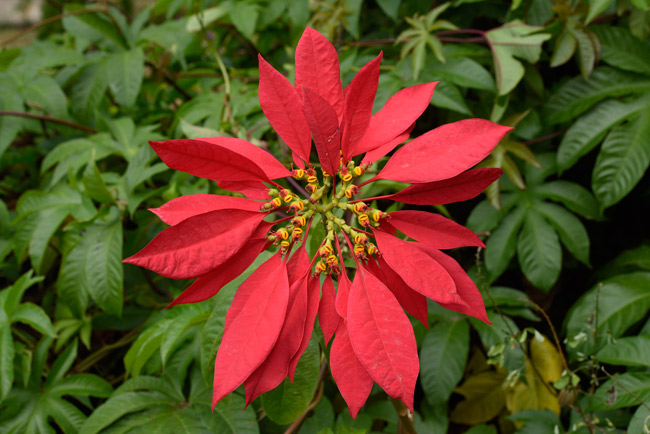 The pretty red “Holiday Season Flower” is not a flower